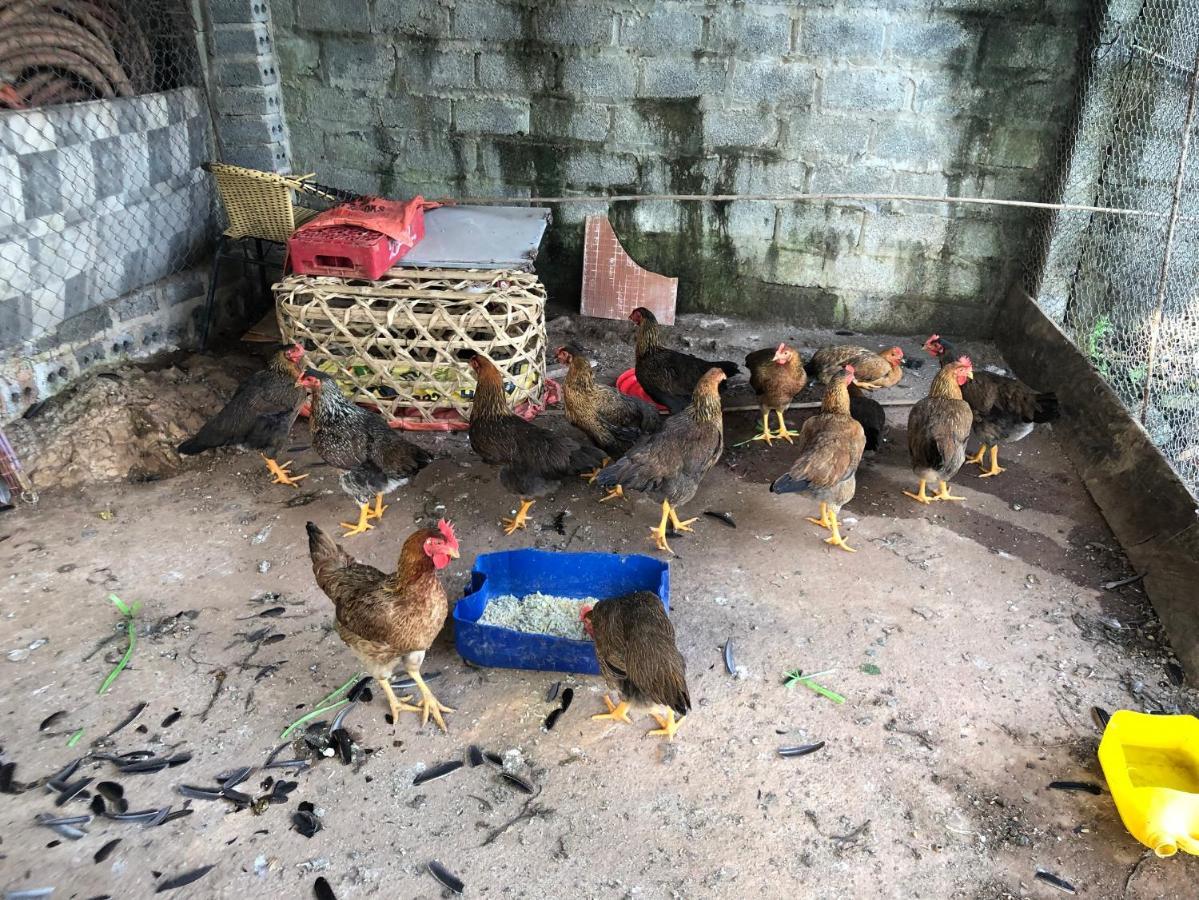Son Thuy Homestay Ha Giang Extérieur photo